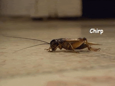 Name:  crickets.gif
Views: 23
Size:  598.5 KB