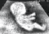 bibendum's Avatar